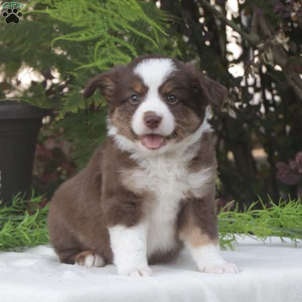 Sam, Miniature Australian Shepherd Puppy